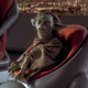 Screenshot of Yaddle from Star Wars.